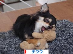 にほんブログ村 犬ブログ チワワへ