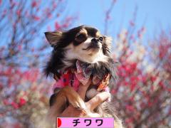 にほんブログ村 犬ブログ チワワへ