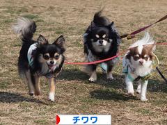 にほんブログ村 犬ブログ チワワへ