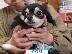 にほんブログ村 犬ブログ チワワへ