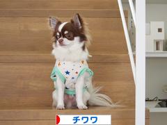 にほんブログ村 犬ブログ チワワへ