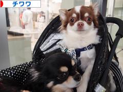 にほんブログ村 犬ブログ チワワへ