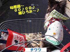 にほんブログ村 犬ブログ チワワへ