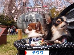 にほんブログ村 犬ブログ チワワへ