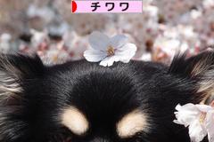 にほんブログ村 犬ブログ チワワへ