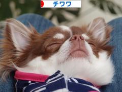 にほんブログ村 犬ブログ チワワへ