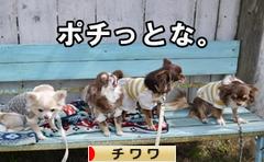 にほんブログ村 犬ブログ チワワへ