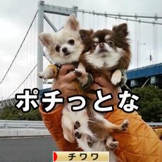 にほんブログ村 犬ブログ チワワへ