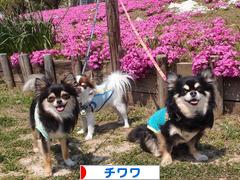 にほんブログ村 犬ブログ チワワへ