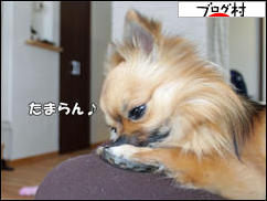 にほんブログ村 犬ブログ チワワへ