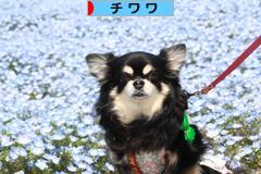 にほんブログ村 犬ブログ チワワへ