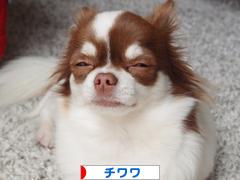 にほんブログ村 犬ブログ チワワへ