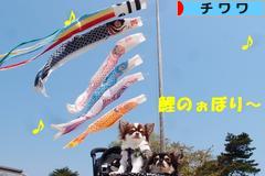 にほんブログ村 犬ブログ チワワへ
