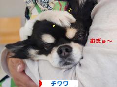 にほんブログ村 犬ブログ チワワへ