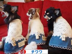 にほんブログ村 犬ブログ チワワへ