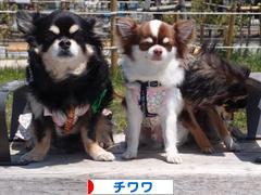 にほんブログ村 犬ブログ チワワへ