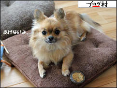 にほんブログ村 犬ブログ チワワへ