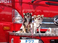 にほんブログ村 犬ブログ チワワへ