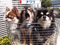 にほんブログ村 犬ブログ チワワへ