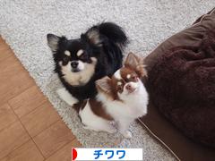 にほんブログ村 犬ブログ チワワへ