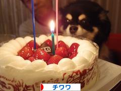 にほんブログ村 犬ブログ チワワへ