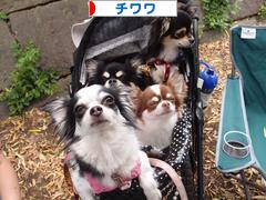 にほんブログ村 犬ブログ チワワへ