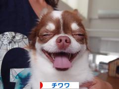 にほんブログ村 犬ブログ チワワへ