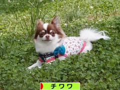にほんブログ村 犬ブログ チワワへ