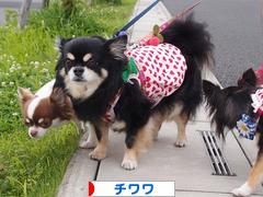 にほんブログ村 犬ブログ チワワへ