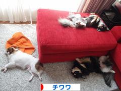 にほんブログ村 犬ブログ チワワへ
