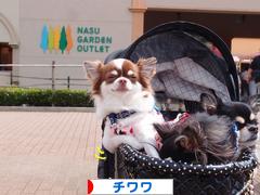 にほんブログ村 犬ブログ チワワへ