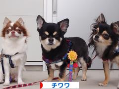 にほんブログ村 犬ブログ チワワへ