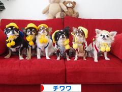 にほんブログ村 犬ブログ チワワへ