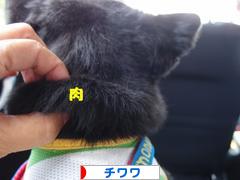 にほんブログ村 犬ブログ チワワへ