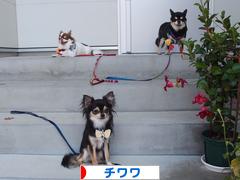 にほんブログ村 犬ブログ チワワへ