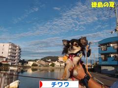 にほんブログ村 犬ブログ チワワへ