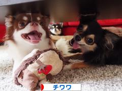 にほんブログ村 犬ブログ チワワへ