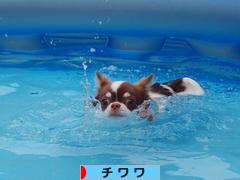 にほんブログ村 犬ブログ チワワへ