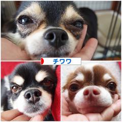 にほんブログ村 犬ブログ チワワへ