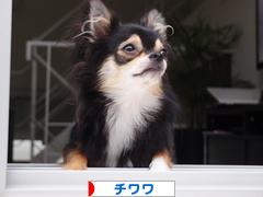 にほんブログ村 犬ブログ チワワへ
