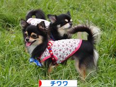 にほんブログ村 犬ブログ チワワへ