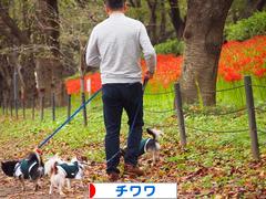 にほんブログ村 犬ブログ チワワへ