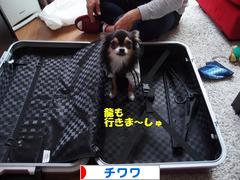 にほんブログ村 犬ブログ チワワへ