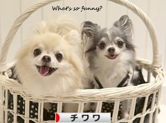 にほんブログ村 犬ブログ チワワへ