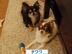 にほんブログ村 犬ブログ チワワへ