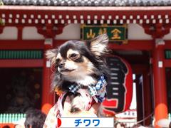 にほんブログ村 犬ブログ チワワへ