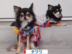 にほんブログ村 犬ブログ チワワへ