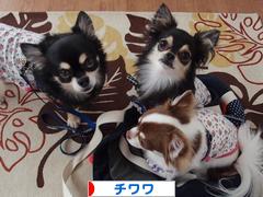 にほんブログ村 犬ブログ チワワへ