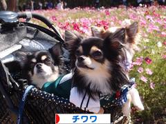 にほんブログ村 犬ブログ チワワへ