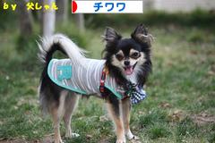 にほんブログ村 犬ブログ チワワへ